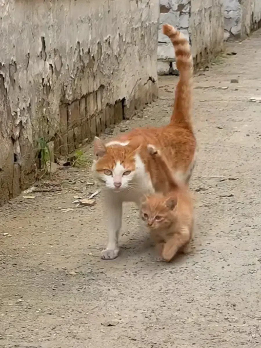 有妈的孩子多幸福，猫妈妈带猫孩子回家。