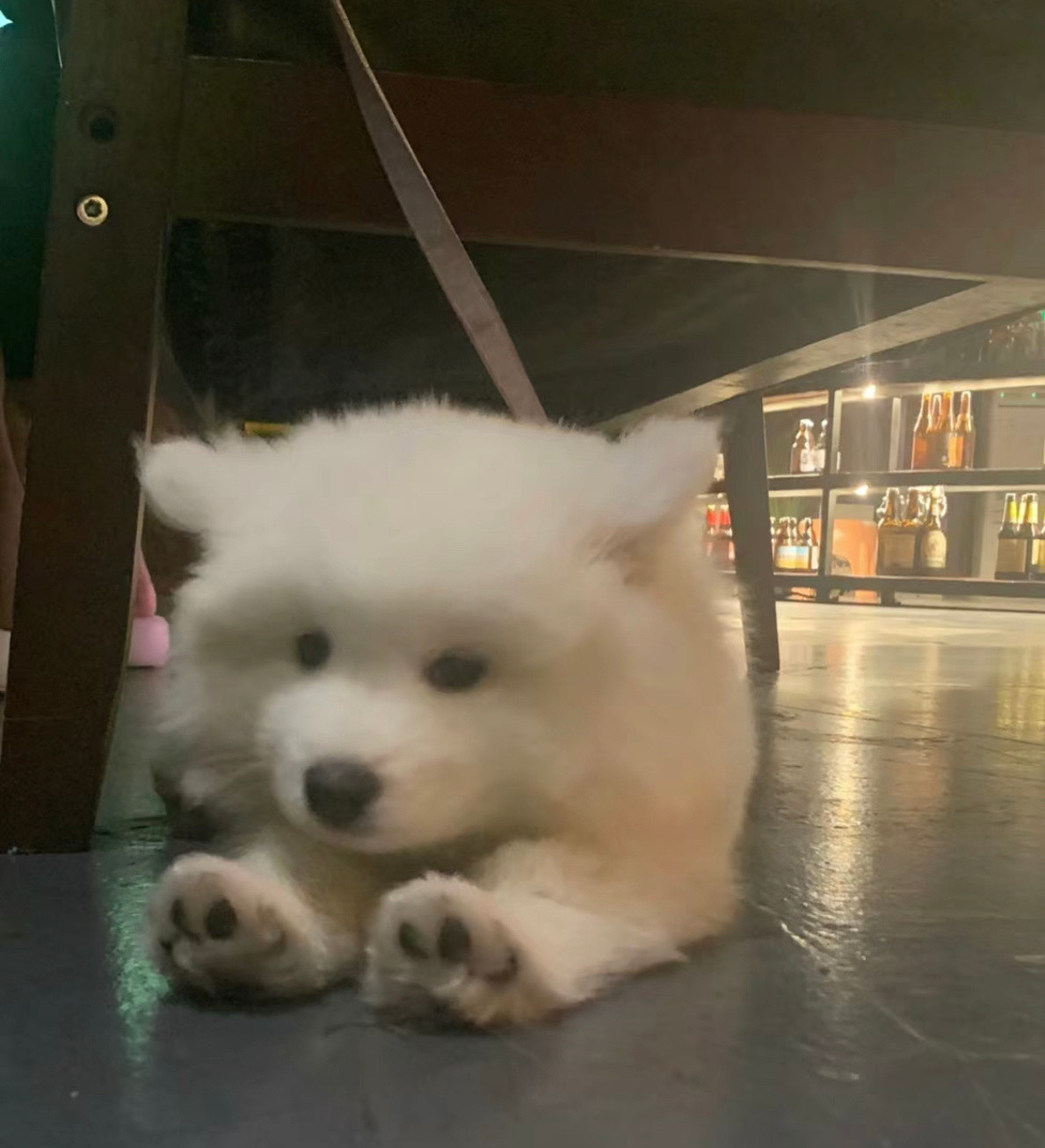 刚剪完指甲的萨摩耶宝宝