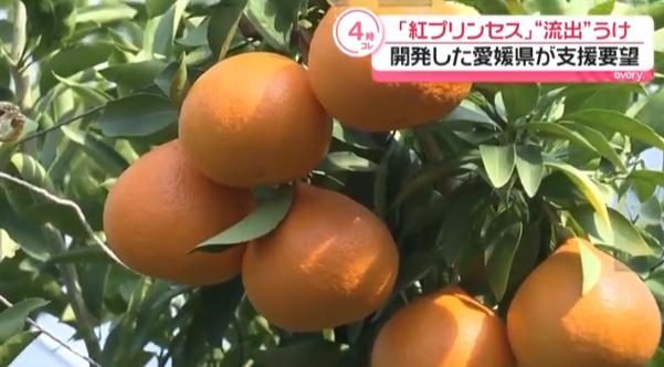日本要中方停止栽培新柑橘，认为种子被走私出境，将赴华收集所有证据！据共同
