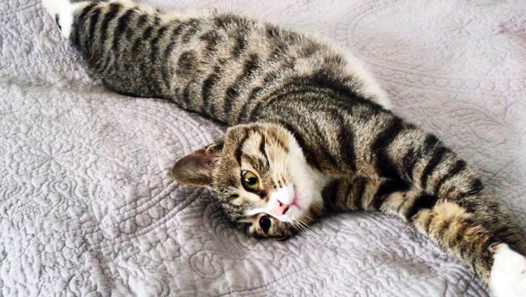 猫排名智商排名_狗狗智商排名