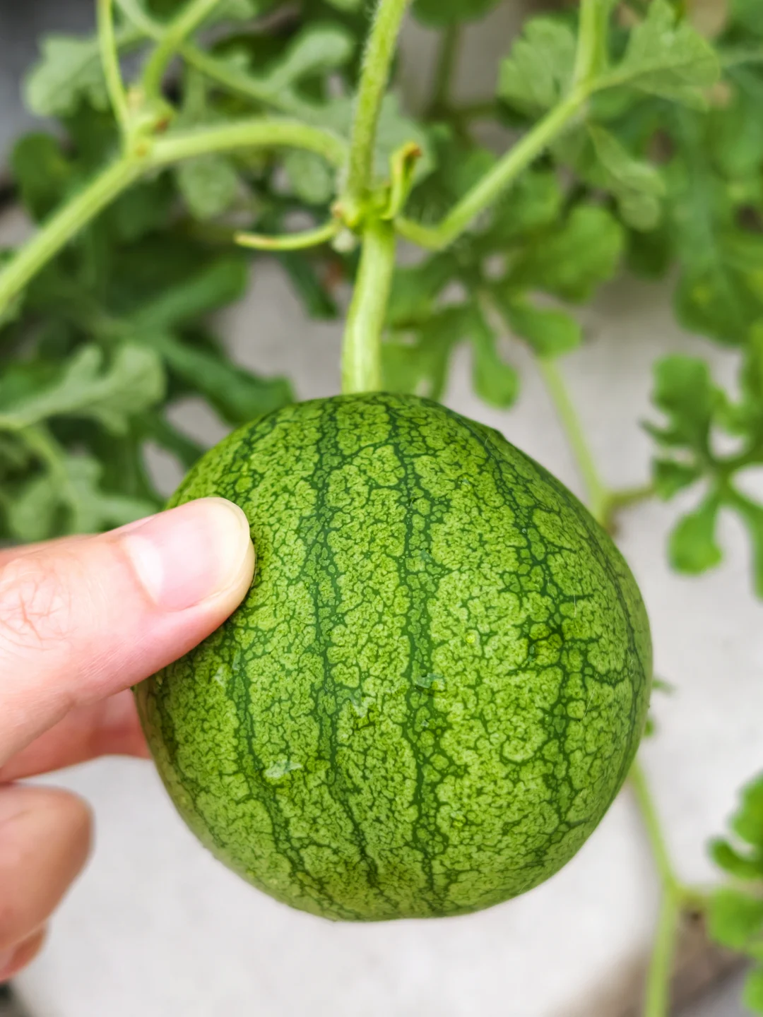 本人于2026年5月成功种出西瓜🍉