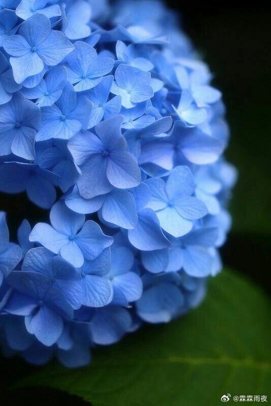 植物科普🍀绣球（Hydrangeamacrophylla(Thunb.)