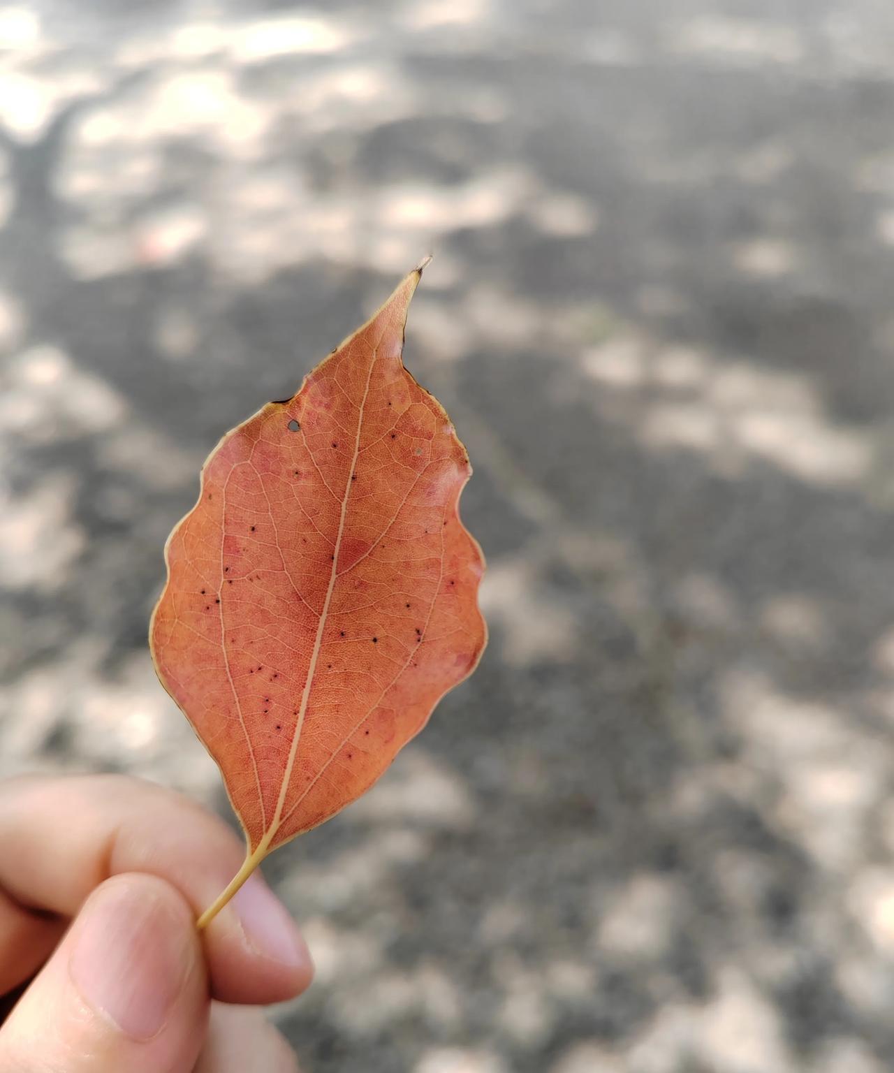 年龄不大的我，却已经进入了物质低欲望的时期，是不是不正常？白天一