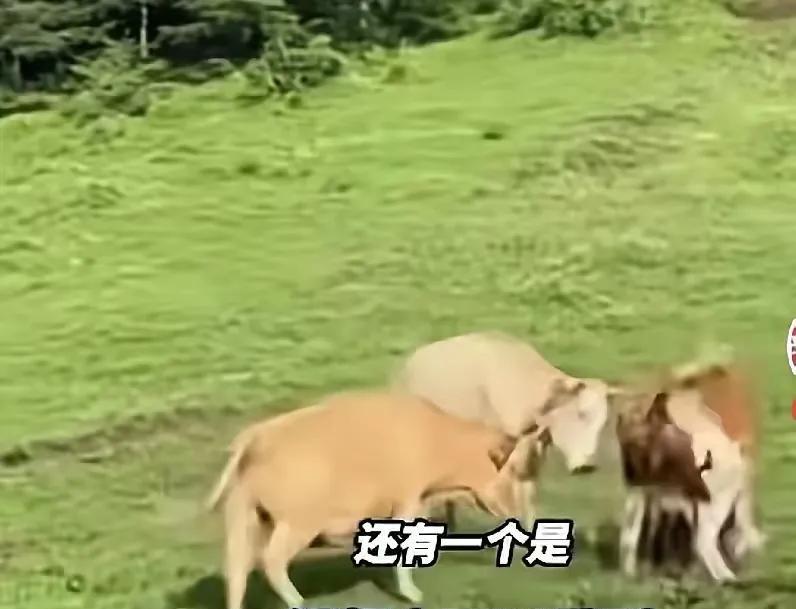 谁还敢给国足打钱？比亚迪刚撕毁7500万合同，转身就跑。合作原定五年，钱主要