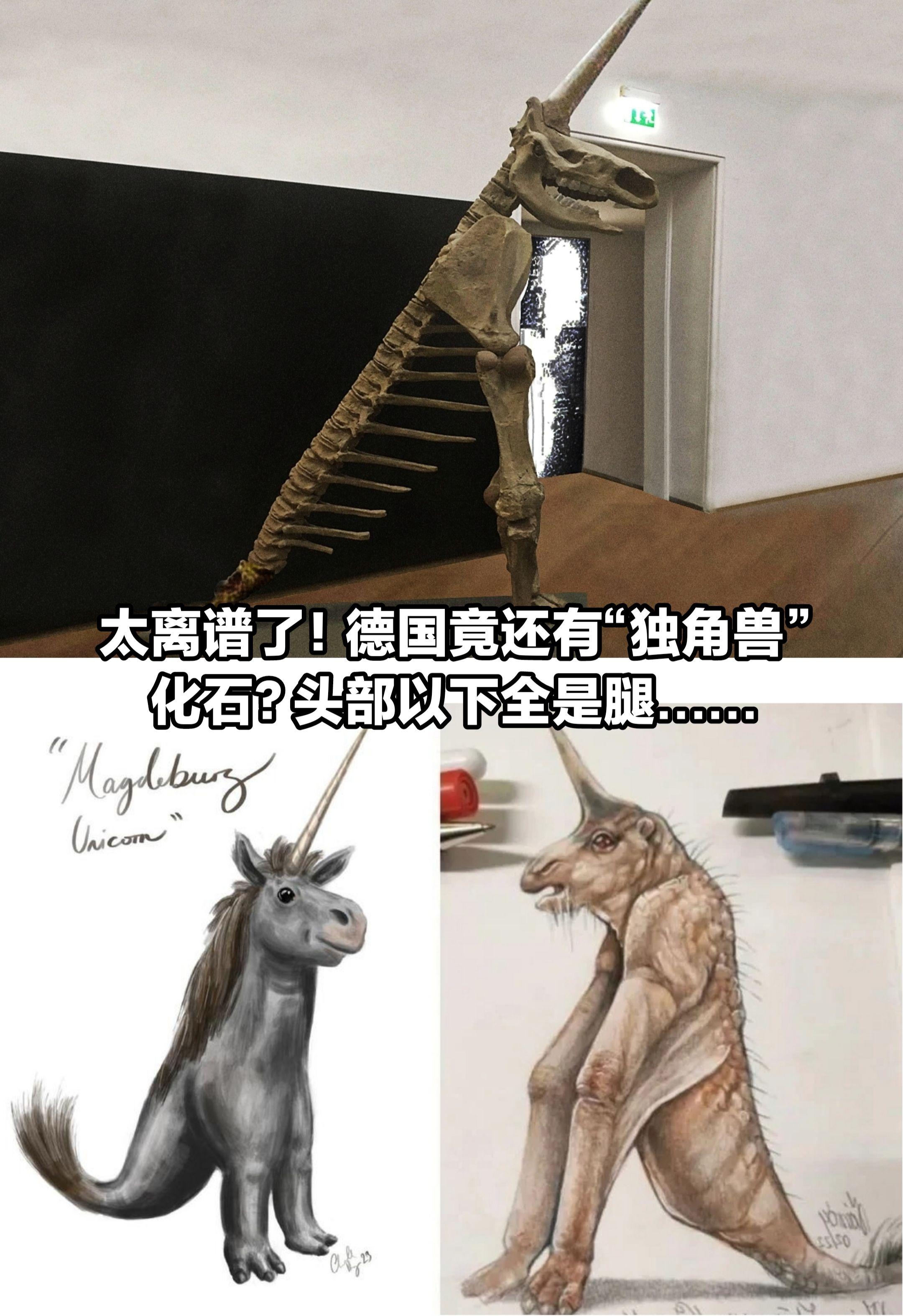 太离谱了！竟然是“独角兽”化石。