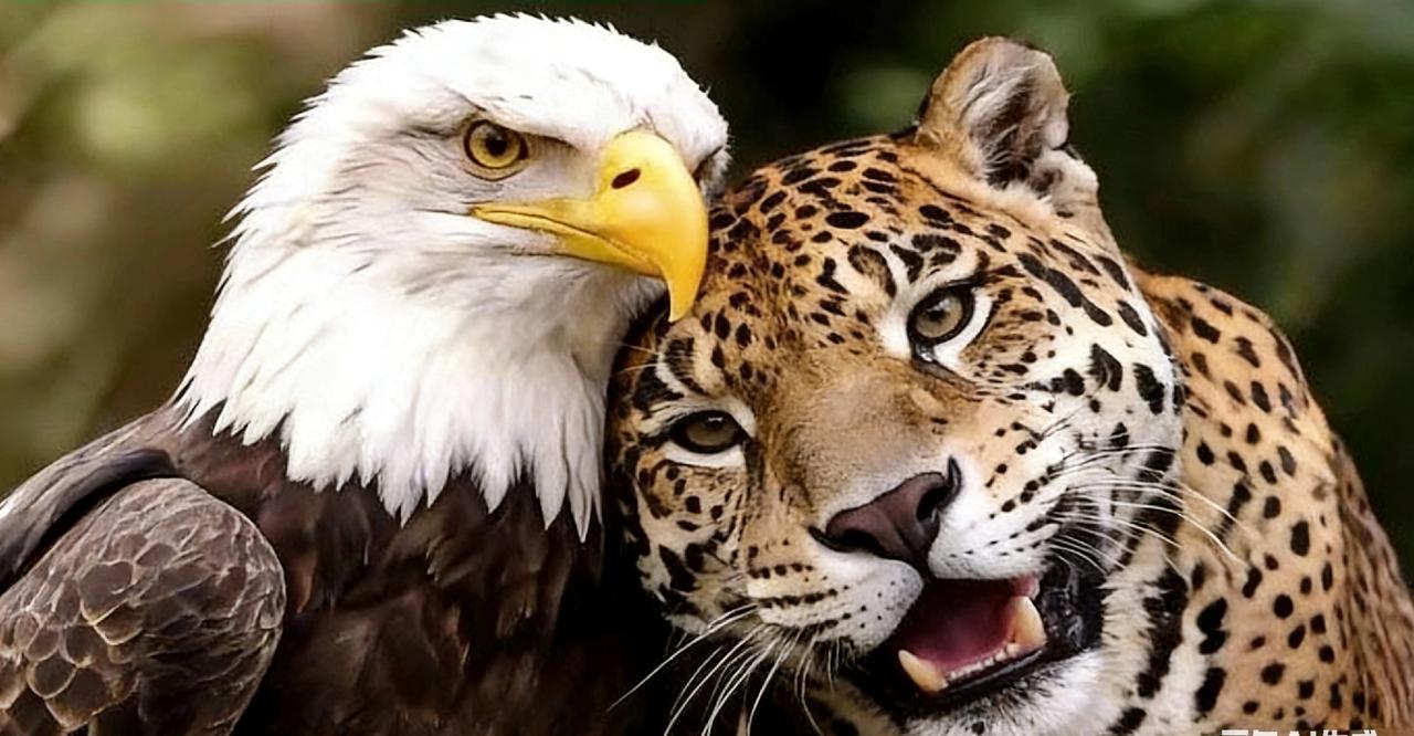 真没想到，堂堂哥伦比亚总统，这么快就认怂了？！1月4号的时候，佩特罗还在社交媒