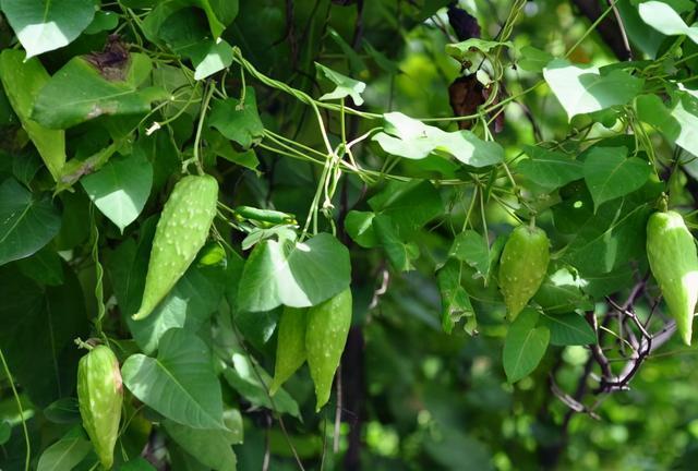 出门看路边有1一种野草，可以摘一些，补肾还补阳，有90%的人都不认识  平
