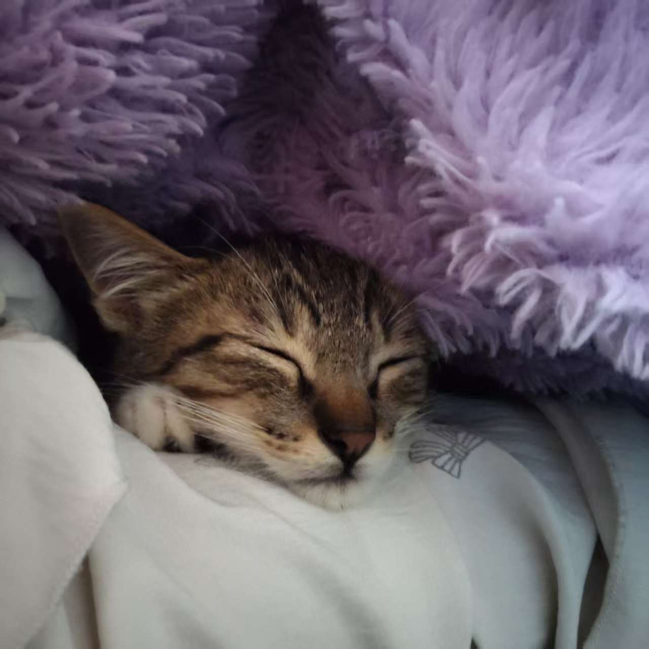 朋友的小猫咪我靠太萌了我也想养猫了​​​
