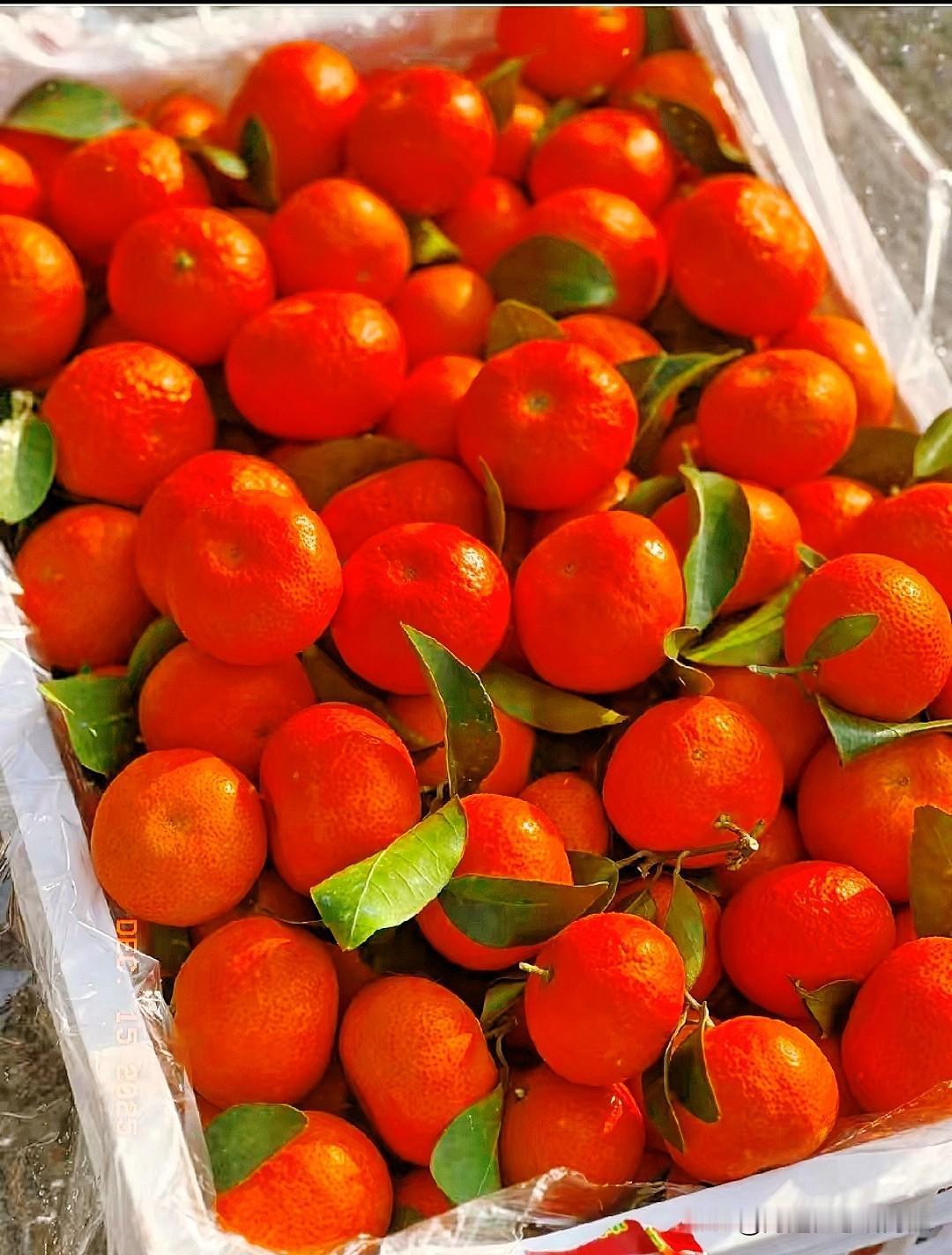 今年沙糖桔为啥卖不动？10元4斤没人要！果农抢早市坑惨自己今年的沙糖桔市场