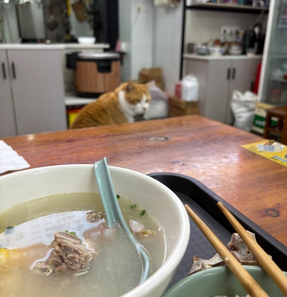 萌宠一个人吃午餐时遇到的拼桌