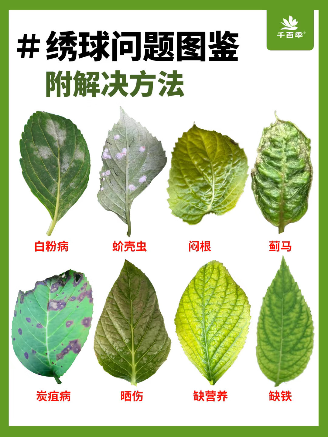 绣球叶子问题图鉴！附解决方法！