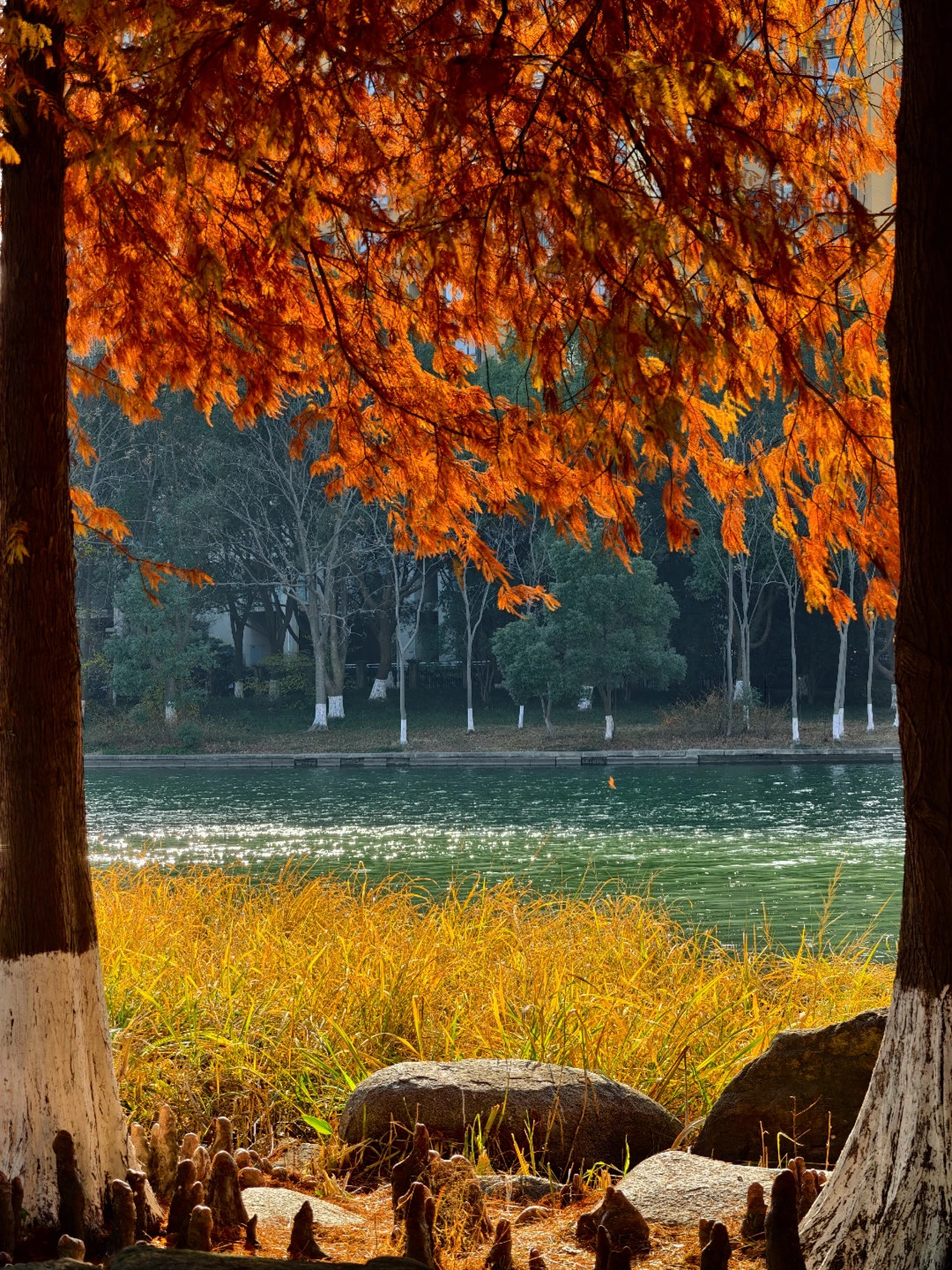 公园20分钟效应🍁被十里斜塘红杉林治愈了