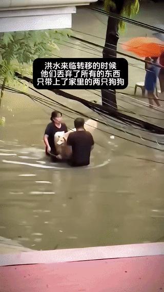 好感动，洪水来临，撤离的时候，其他的物件夫妻俩没带，只带着两只狗狗，在他们心里，