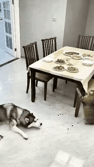 笑不活！猫咪掀翻餐桌嫁祸二哈，傻狗急得用爪子指证，差点开口说话！主人刚端起