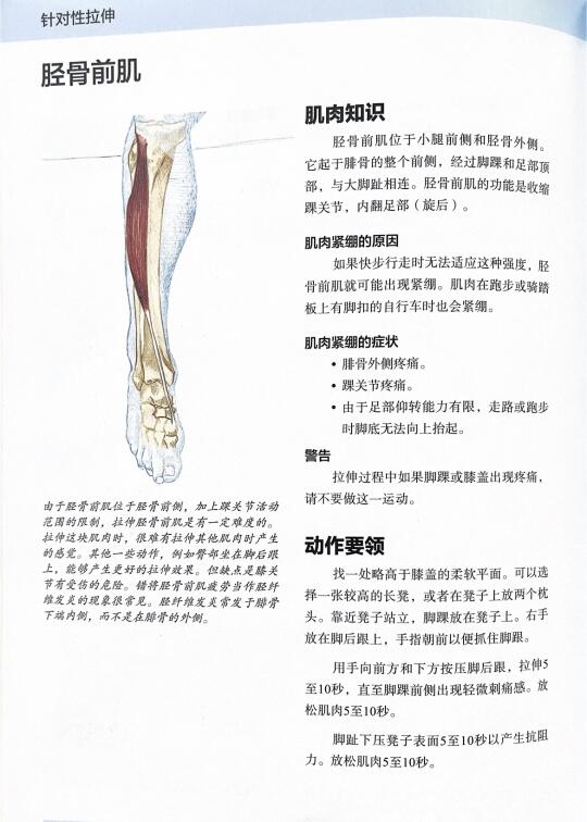 小腿前侧紧绷？胫骨前肌拉伸救大命！