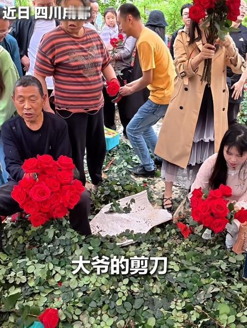 成都大爷这波火得太突然！玫瑰花田被挤爆，剪刀“咔嚓”到冒火星，嘴里还念叨：“剪不