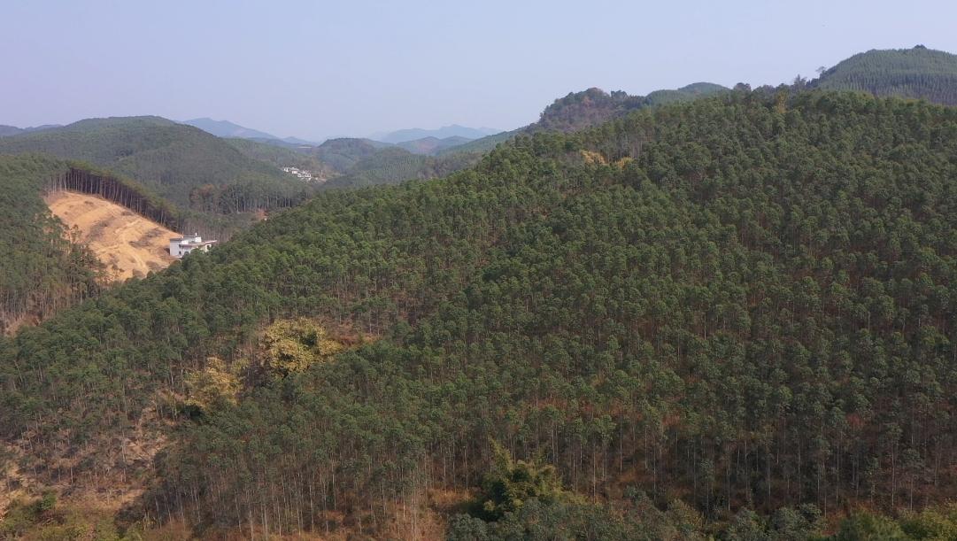 岑先生近日受邀来到广西柳州市，这个兄弟说是自己的山头，上面种了桉树。他就抱着侥幸