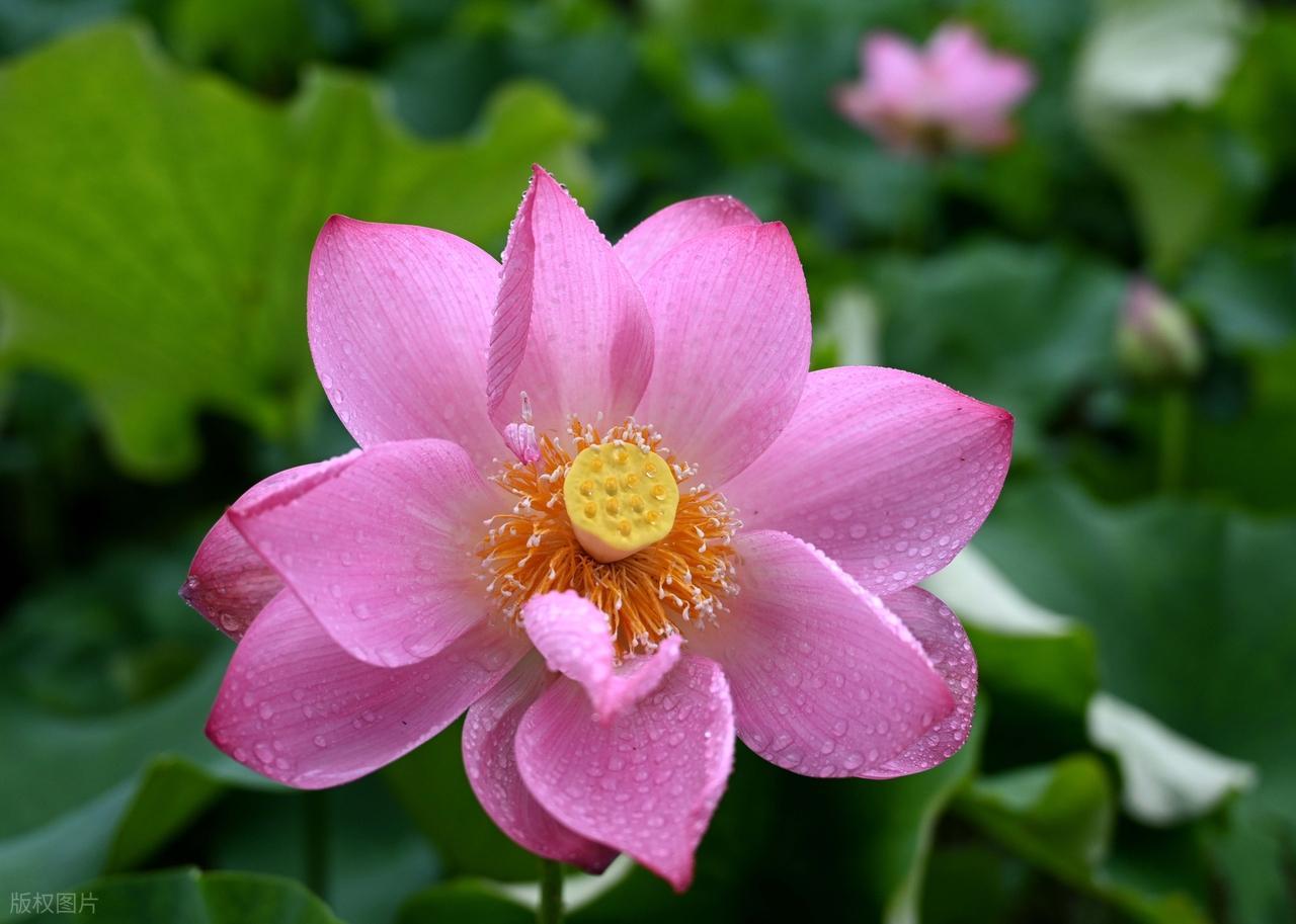 人心之烦，烦在计较；人生之苦，苦在执着；人生之难，难在放下。生活中，你在意什么，