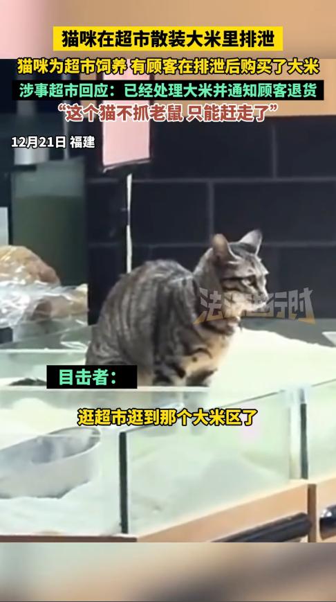 “顾客天塌了！”12月18日，福建厦门，一男子逛超市时，意外看到有只猫在散装大米
