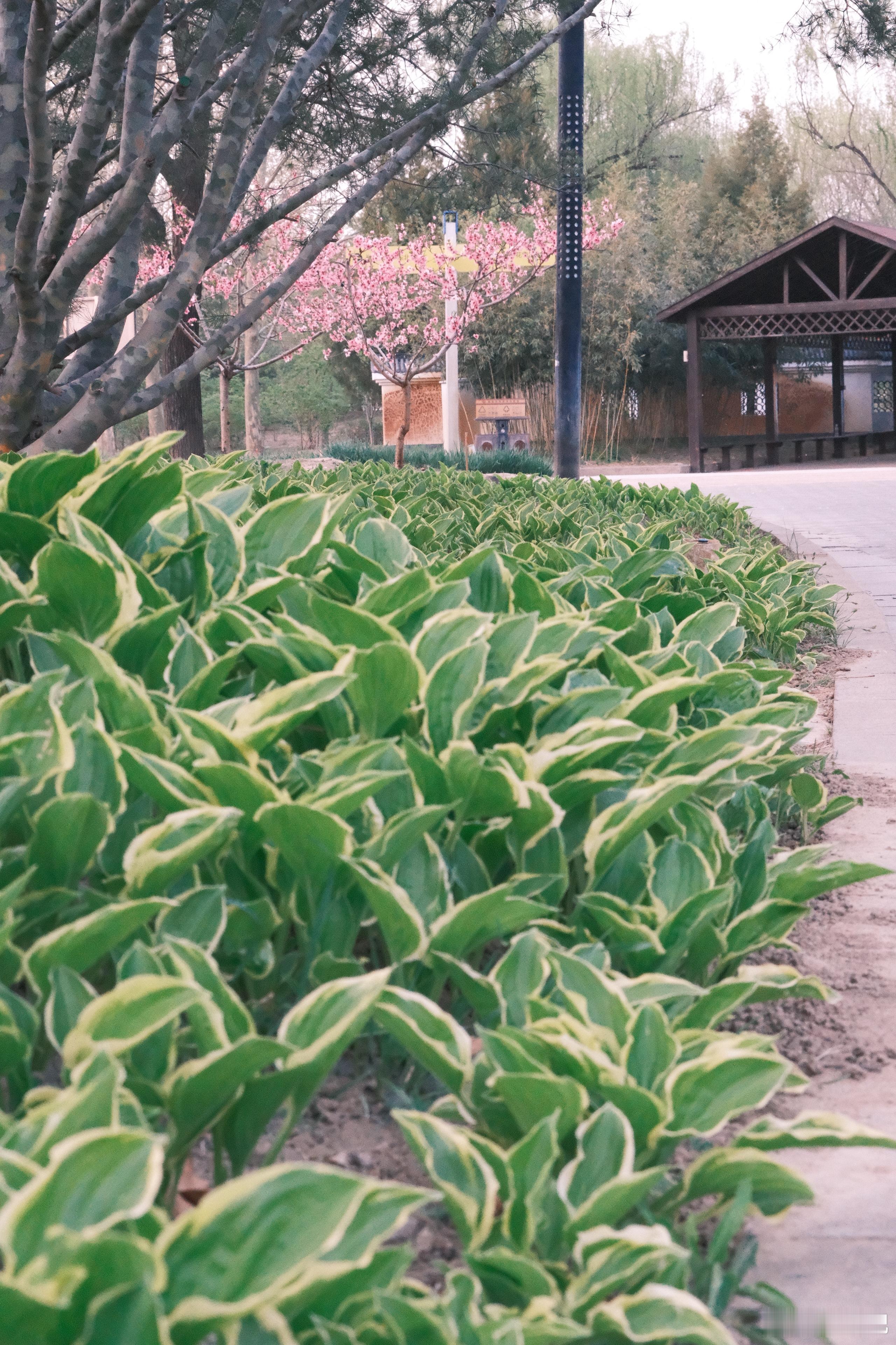 门口公园溜达一圈，感受一下春的气息但是这柳絮……啊湫啊湫啊湫北京