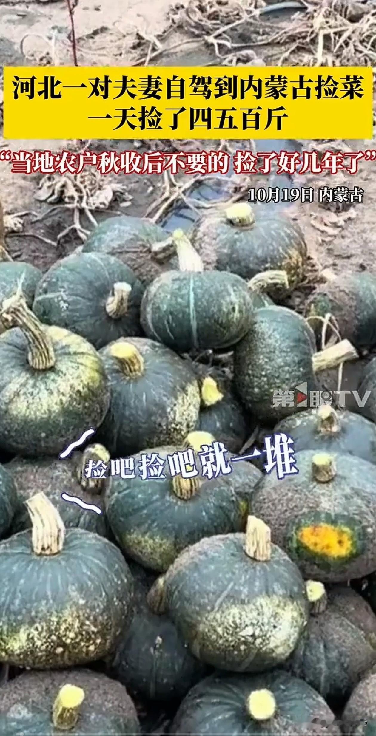一对夫妻自驾去内蒙古玩，发现路边地里有很多蔬菜，竟然直接跑去捡，一天时间就捡了5