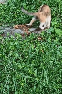 猫和老鼠可真是一对天生的冤家。这不，经过耐心的埋伏等待，这只杂花猫发现并锁定了一