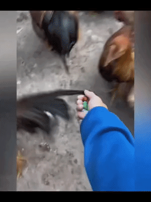 虽然不是真的但好有过年的氛围！