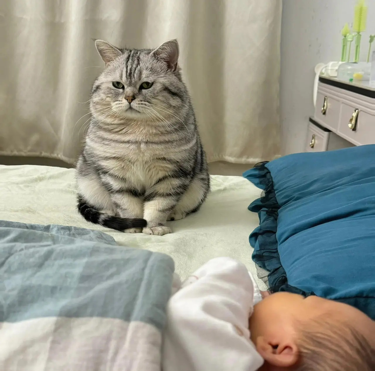 🐷忙活了这么久一窝就生了一只呀！🐱没眼看！真是不争气的家伙