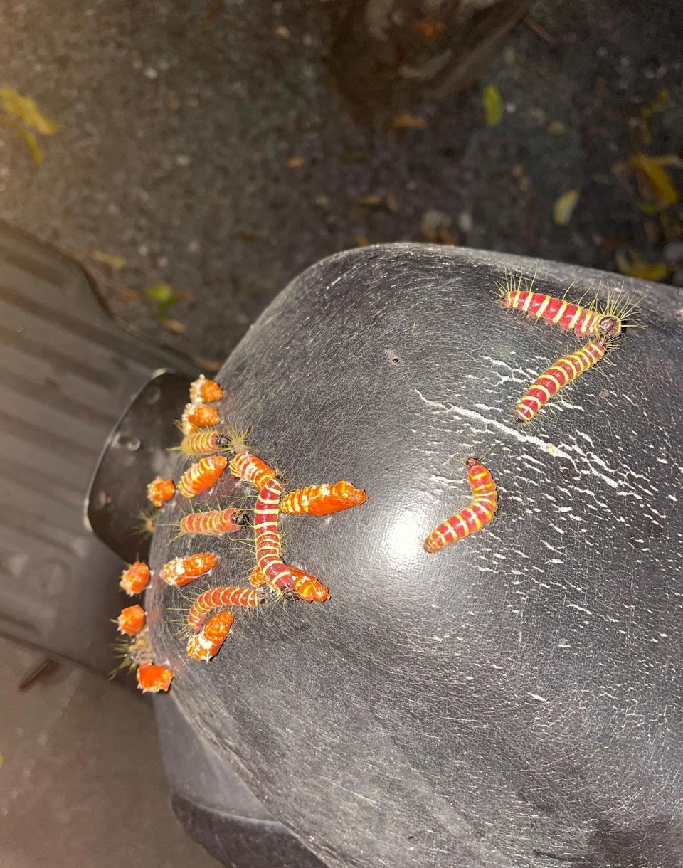 这是什么虫子啊？电瓶车上爬了很多，怪瘆人的，车都不想要了…