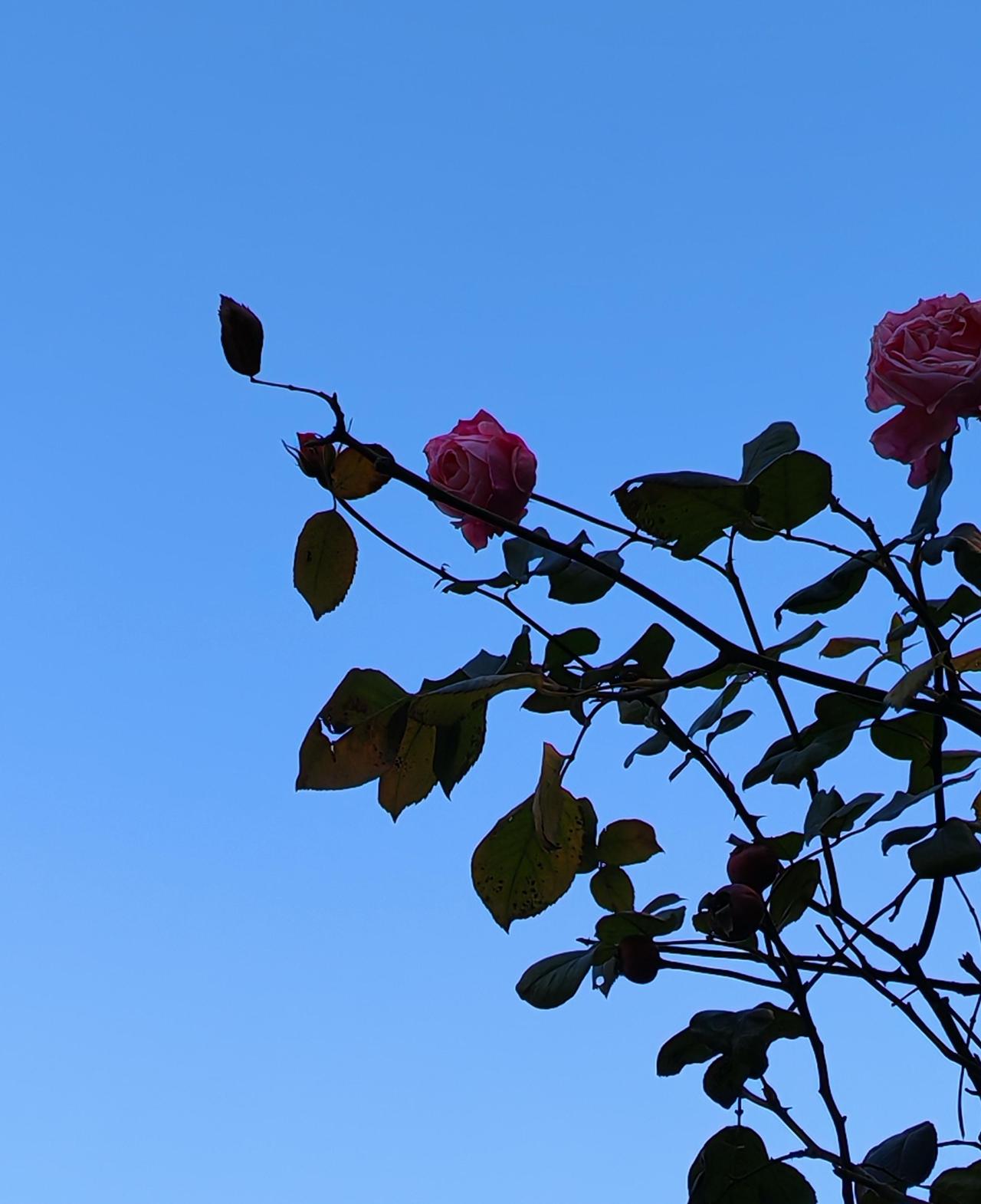 表妹想离婚。小姨的竹篮还挂在老房子阳台，篮底磨出的毛边沾着去年冬天的菜叶子—