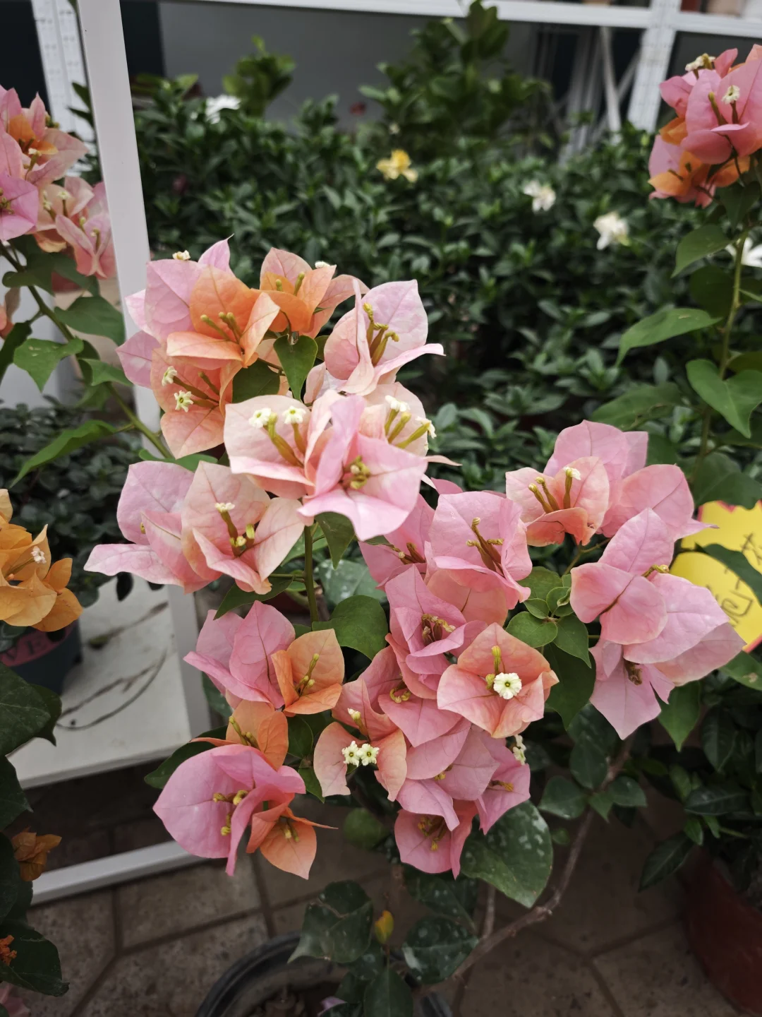 🔥你的三角梅不开花？3个坏习惯赶紧改！