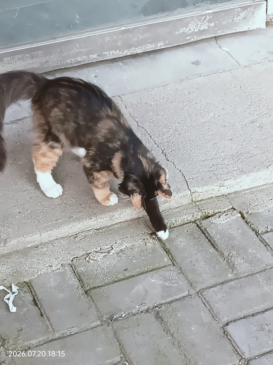 咦小咪，哦小猫咪，哈哈哈，小猫咪，呐呐呐呐呐呐呐呐，你把小咪抱过来！