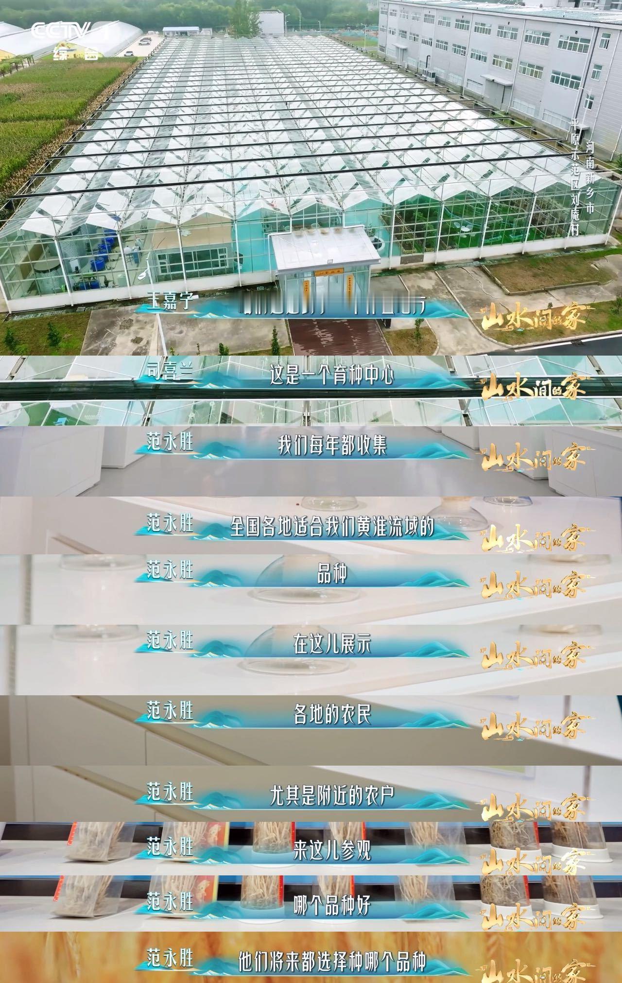 每4个馒头就有1个来自河南中国科学家花10年培育1粒小麦种子从实验室到田野阡陌