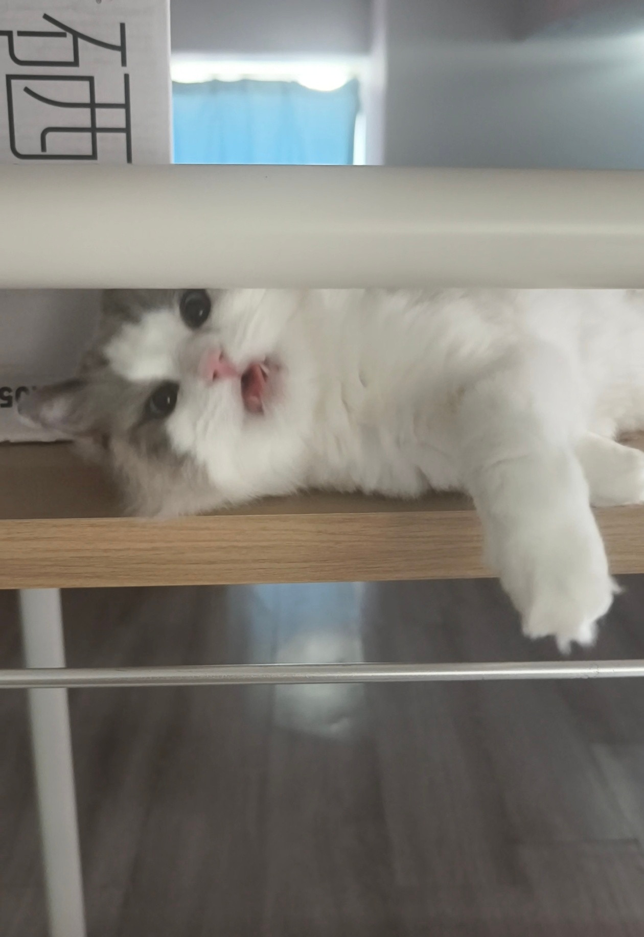 从养猫的第一天起，我就再也没有一间只属于自己的房间，我的房门永远为小猫敞开，这就