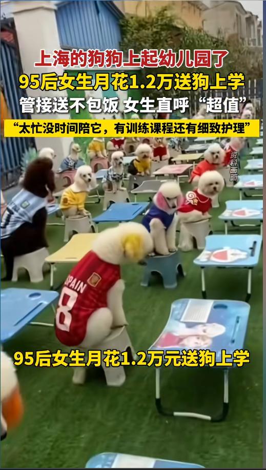 “有钱人真会玩！”近日，上海，一女生豪掷1.2万，把自己养的萨摩耶犬送去了狗狗幼