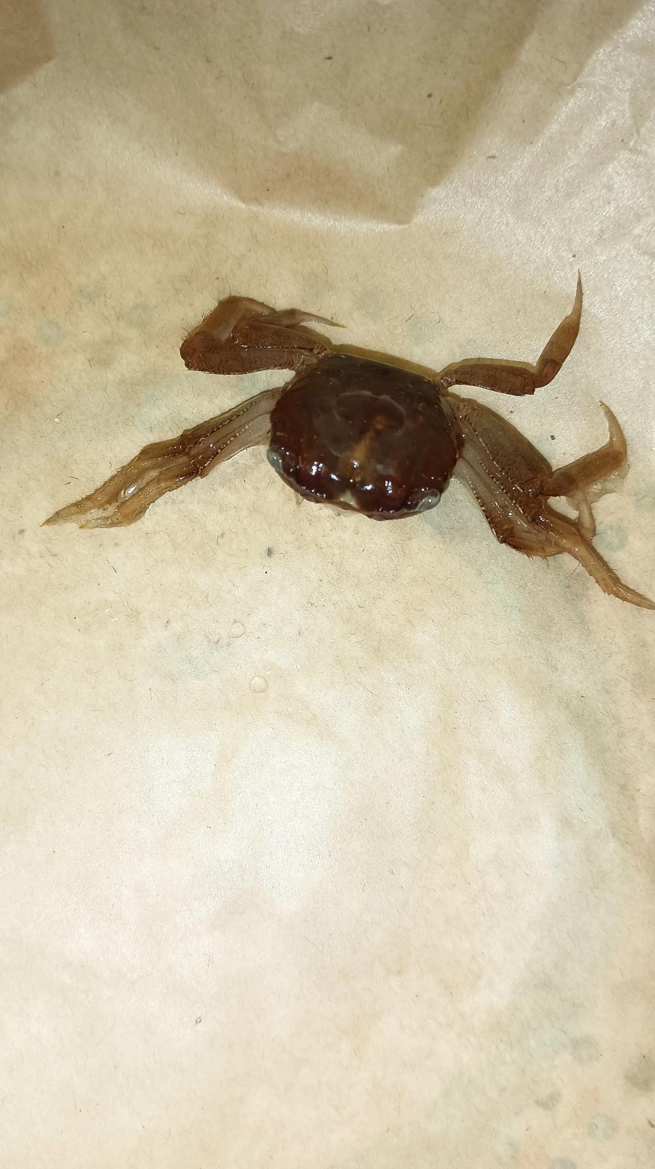 心疼死了，它还能活吗？我养了一年多的小螃蟹在脱壳时蟹钳掉了！前天我正在做饭，