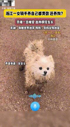 特别的缘分！浙江，一女孩送外卖时偶遇流浪狗，将其带回出租屋收养，喂的白白胖胖，健