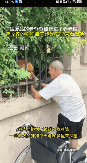 太有灵性啦！老人年龄大了，被送进了养老院，一手养大的狗狗每天跑20多里地来看望主
