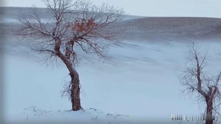 塔克拉玛干沙漠下雪了！塔克拉玛干沙漠下雪意味着全球气候变暖导致极端降水事件增加