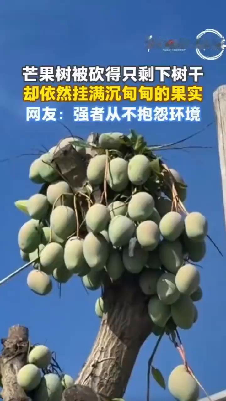 芒果树被砍得只剩下树干，却依然挂满沉甸甸的果实。网友：强者从不抱怨环境。羊晚视