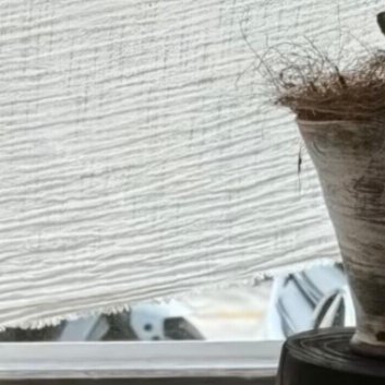 吃我一记萌妹拳/吃我一记萌妹拳茼蒿种植应注意的环节整地施肥选择土层深厚、疏松