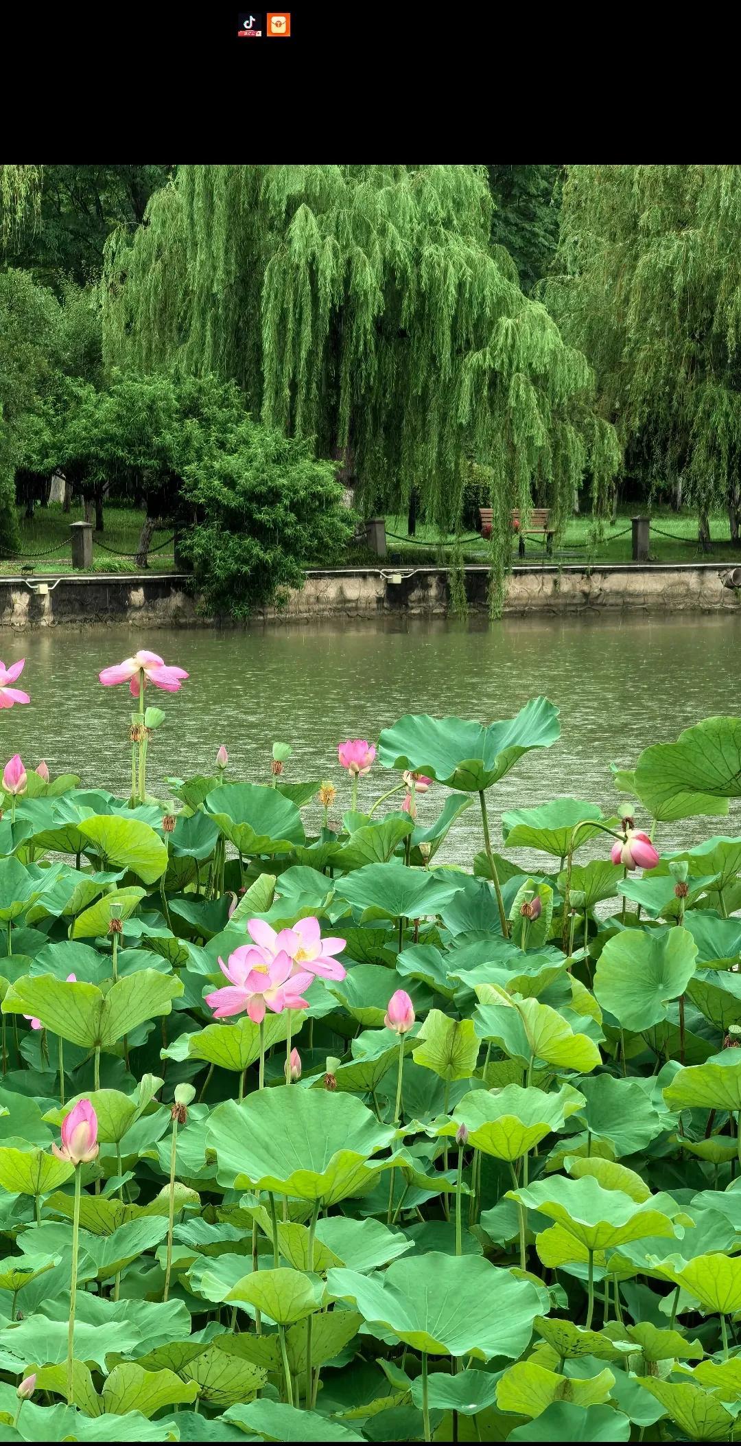 #韵美诗词分享#《鹧鸪天·雨中大明湖赏荷》/马进鹏雨打明湖碎玉声，青荷擎盖护