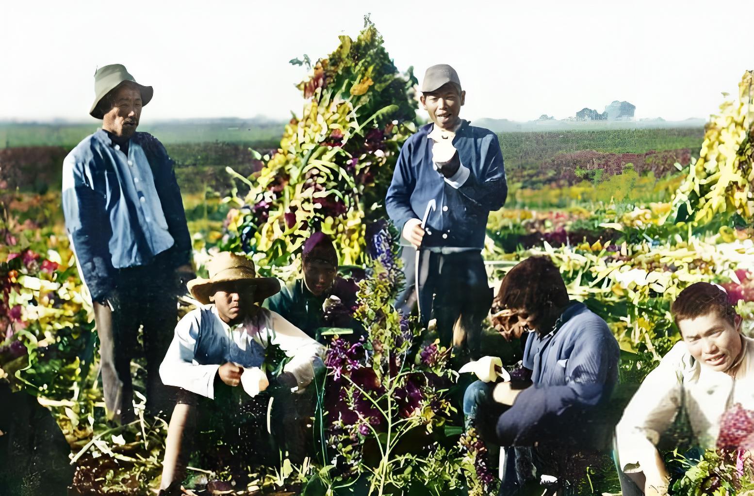 照片是伪满时期，在中国东北土地上耕种的日本开拓团成员