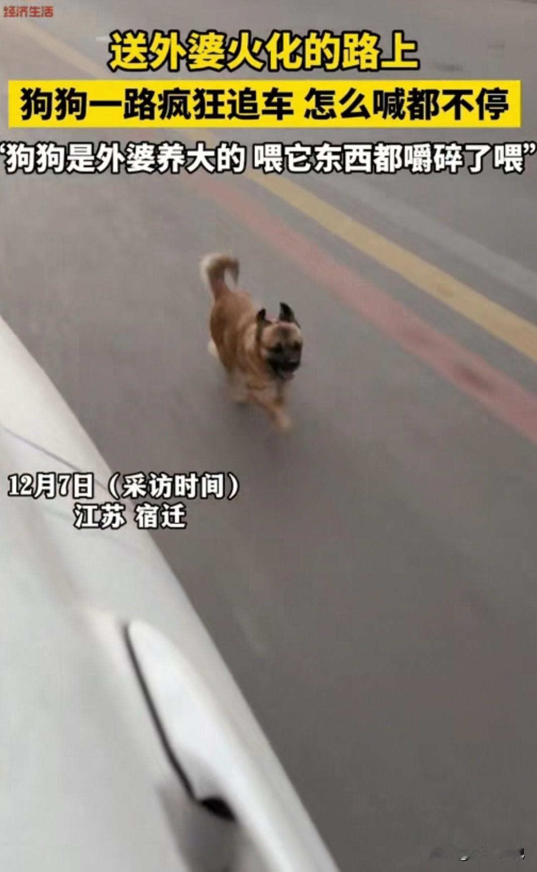 太有灵性了！江苏一老人离世，家人将其送去火化，没想到，车子刚启动，老人养的小狗就