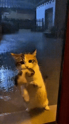 看完这段视频心里一下子就酸涩了，外面下着瓢泼大雨，流浪猫妈妈叼着小猫上门敲门求救