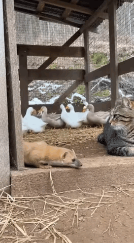 黄鼠狼：你看不见我，看不见我…猫咪：小东西，就等着你往跟前凑呢