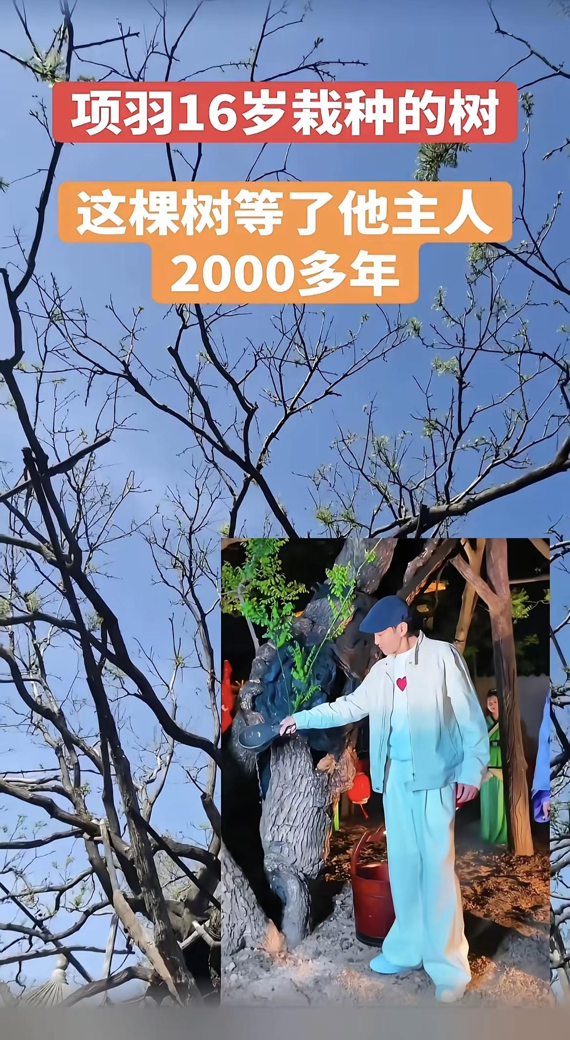 刷到何润东去看项羽当年种下的那棵树，突然鼻子一酸。两千多年的树，主干早就枯