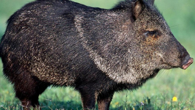 藏獒在笼中斗野猪！藏獒也没什么厉害的半天都拿不下小小的野猪