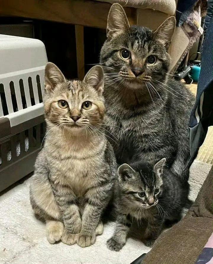 猫咪全家福：我们准备好了，拍吧📸️