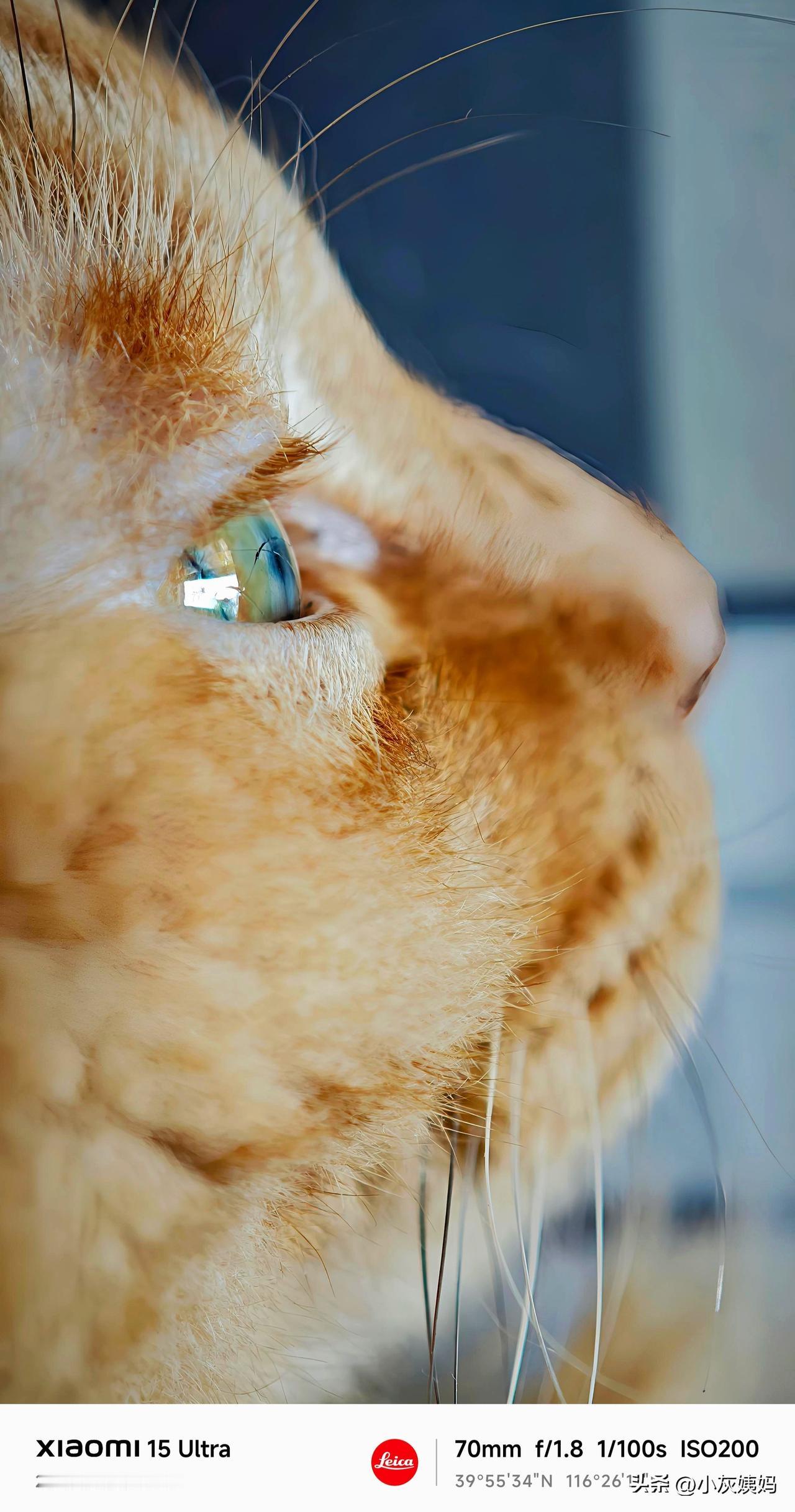 看看你镜头下的猫猫给我家大橘拍的特写，第一张得到了顶级评价，豆包说:“天呐，这张